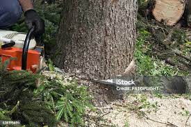 How Our Tree Care Process Works  in  Desert Hot Springs, CA